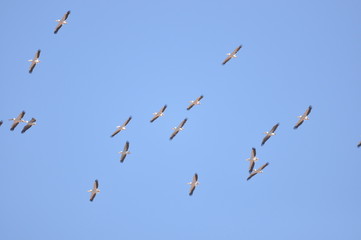 A large herd of the great white pelican circling the blue sky in warm and sunny Israel on the Red Sea, near Eilat.