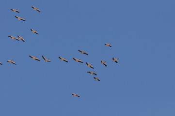 A large herd of the great white pelican circling the blue sky in warm and sunny Israel on the Red Sea, near Eilat.
