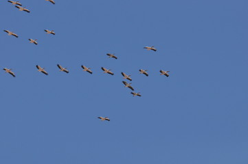 Fototapeta premium A large herd of the great white pelican circling the blue sky in warm and sunny Israel on the Red Sea, near Eilat.