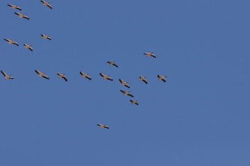 A large herd of the great white pelican circling the blue sky in warm and sunny Israel on the Red Sea, near Eilat.