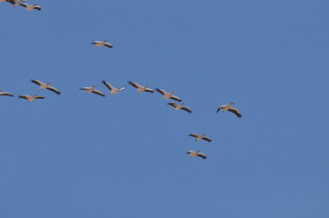 A large herd of the great white pelican circling the blue sky in warm and sunny Israel on the Red Sea, near Eilat.