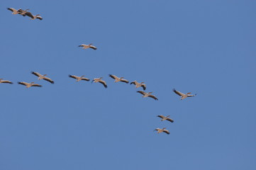 A large herd of the great white pelican circling the blue sky in warm and sunny Israel on the Red Sea, near Eilat.