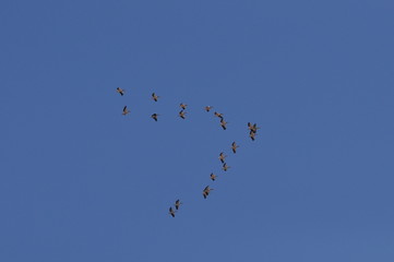 A large herd of the great white pelican circling the blue sky in warm and sunny Israel on the Red Sea, near Eilat.