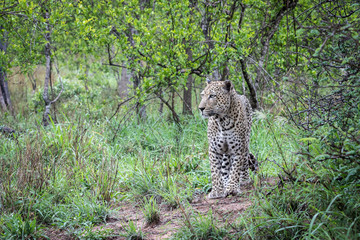 Big mature male leopard