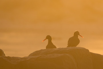 Pair of Oyster Catchers on rocks