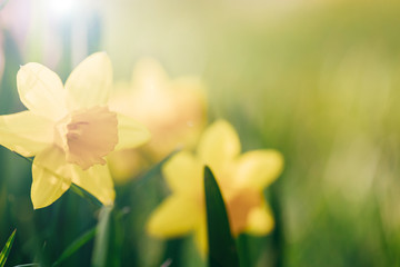 Beautiful yellow spring narcissus flowers on a green lawn in sunlight. Easter scenery.