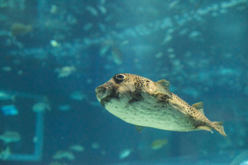 puffer fish, the fish that kills after death





