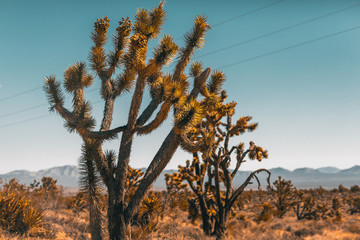 cactus in desert