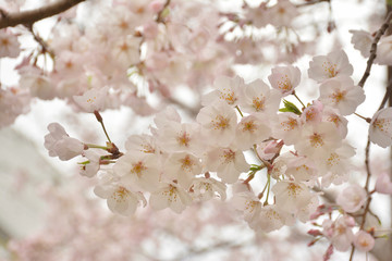 桜の花