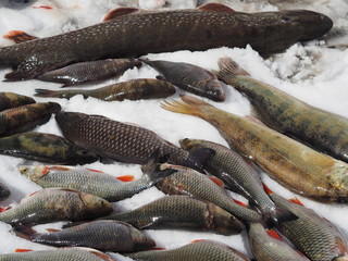 Freshly caught pike on winter fishing. River fish.