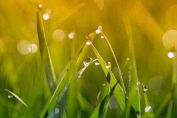 Fototapeta premium Dew Drop On Grass Blade. Spring background