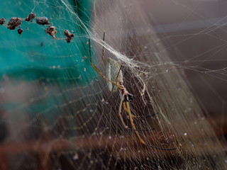 araña