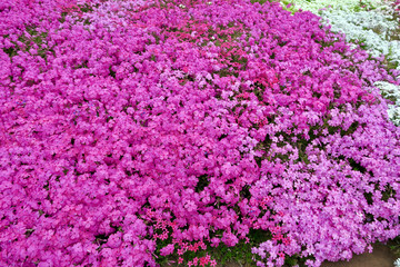 Obraz premium ピンクの芝桜