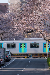 桜並木の下、踏切を通過する鉄道