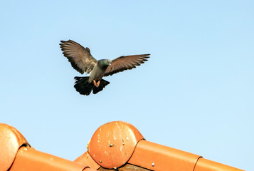 Flying dove is landing on red roof. A Pigeon flying in the blue sky.