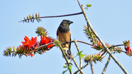 Beautiful Rufous treepie Bird drinking honey from the flower during the Spring season.