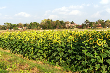 sunflower Garden in front of beautiful Indian village surrounded by Green trees under blue sky and the sunflower flowers are looking at the village