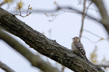 japanese pigmy woodpecker on branch