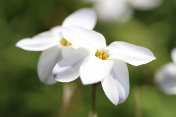 ハナニラの白い花