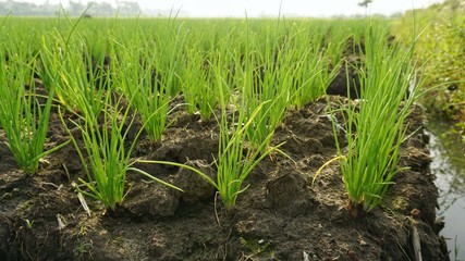 Obraz premium shallot plants in the fields