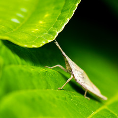 Green Grass Pyrgomorph also known as Atractomorpha similis
