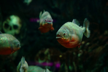 Red bellied piranha "Pygocentrus nattereri" in dark and blurry scene