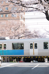 桜並木の下、踏切を通過する鉄道