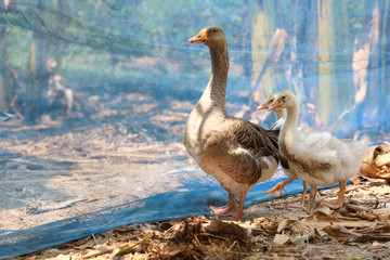 Gray goose and baby goose in banana garden farn in nature at thailand