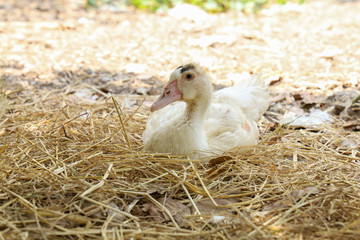 White goose sit down and rest at nature farm garden at thailand