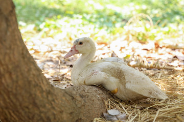 White goose sit down and rest on tree at nature farm garden at thailand