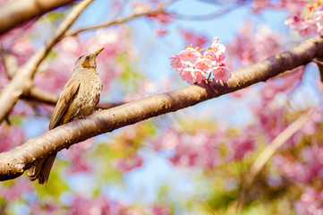 桜とヒヨドリ