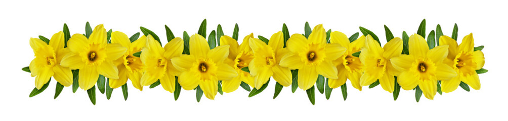 Yellow narcissus flowers in a line floral arrangement