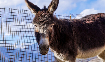 A Curious Donkey at Nako, Himachal Pradesh, India