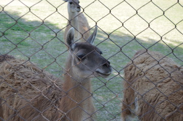 portrait of lama