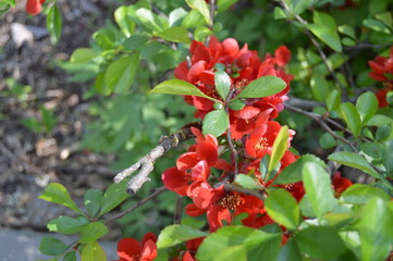 bright red flowers in the zoo