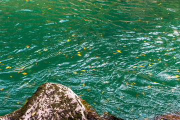 Clean mountain river in the autumn forest.