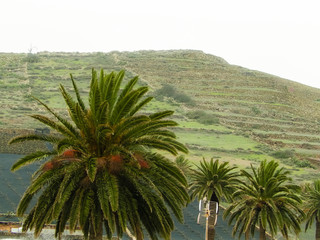 Fototapeta na wymiar Palms in Haria, Lanzarote, Canary Islands.