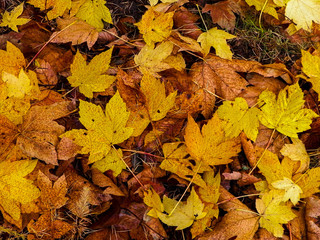 Fototapeta premium Yellow autumnal leaves as nature background.