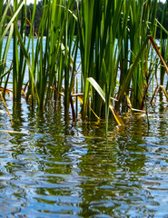 Close up of typha plant in lake water.