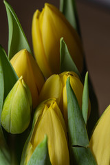 Yellow tulips flower bouquet with smooth petals close up still isolated on a blurry brown background