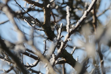  Winter branches