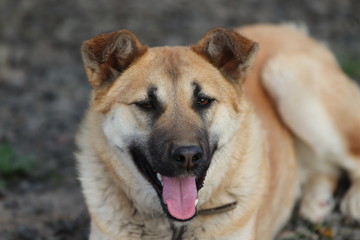  Sweet dog