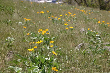 Sunflowers scattered across the foothills of the Wasatch mountains in spring