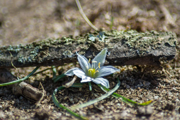 White star of Bethlehem. Early yellow spring flower in the garden, wild flower in the garden, Ornithogalum flowers outdoors