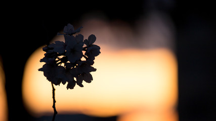 綺麗な夕日と満開の桜の花