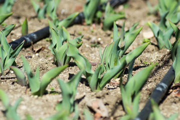 Tulips in the garden, starting to grow, drip irrigation system in the park, farmland, sprinkler, sunny day, growing flowers