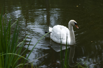 A beautiful white swan swims in the lake in summer. Green water and shore. Reflection in water.