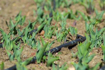Tulips in the garden, starting to grow, drip irrigation system in the park, farmland, sprinkler, sunny day, growing flowers