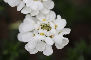 イベリスの白い花