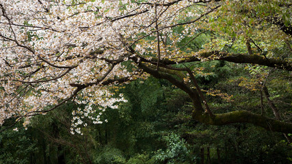 Fototapeta premium 綺麗な春の満開の桜の花